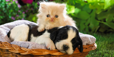 Állatbarátok bulija